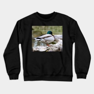 Mallard waking up Crewneck Sweatshirt